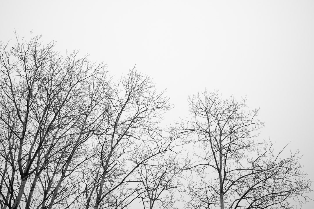 Foggy Morning Winter Tree Tops